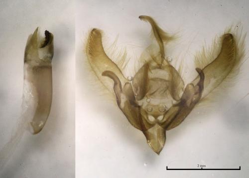 Réf. 201 517 : Agrotis clavis
